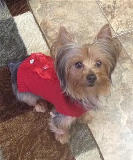 Yorkie home sales